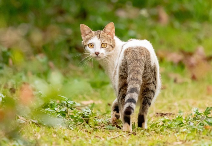 振り返る猫