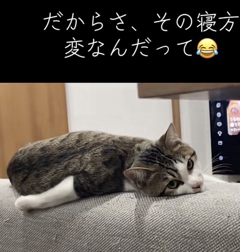 カメラ目線の猫の写真2