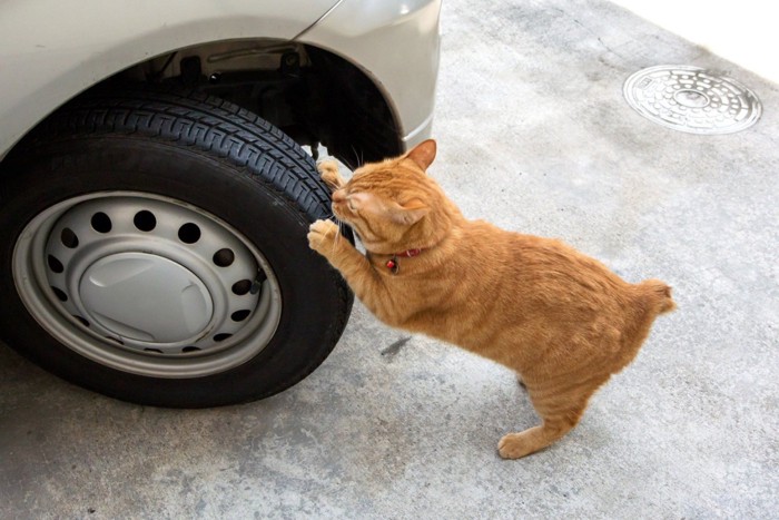 タイヤで爪を研ぐ猫