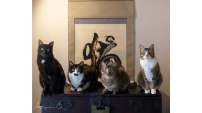 室内にいる猫たち