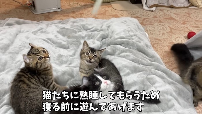 見上げる3匹の子猫