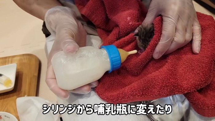 赤いタオルの中にいる子猫