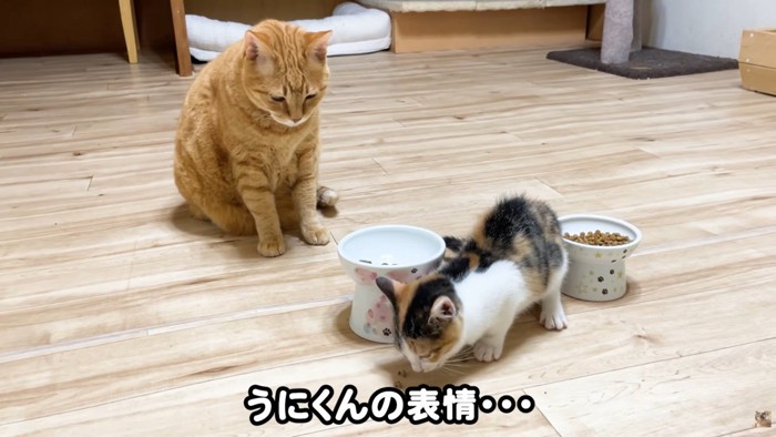 テロップ「うにくんの~」