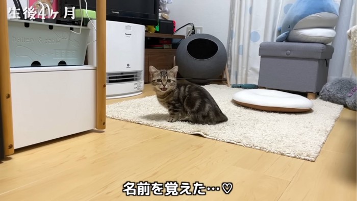 鳴く子猫