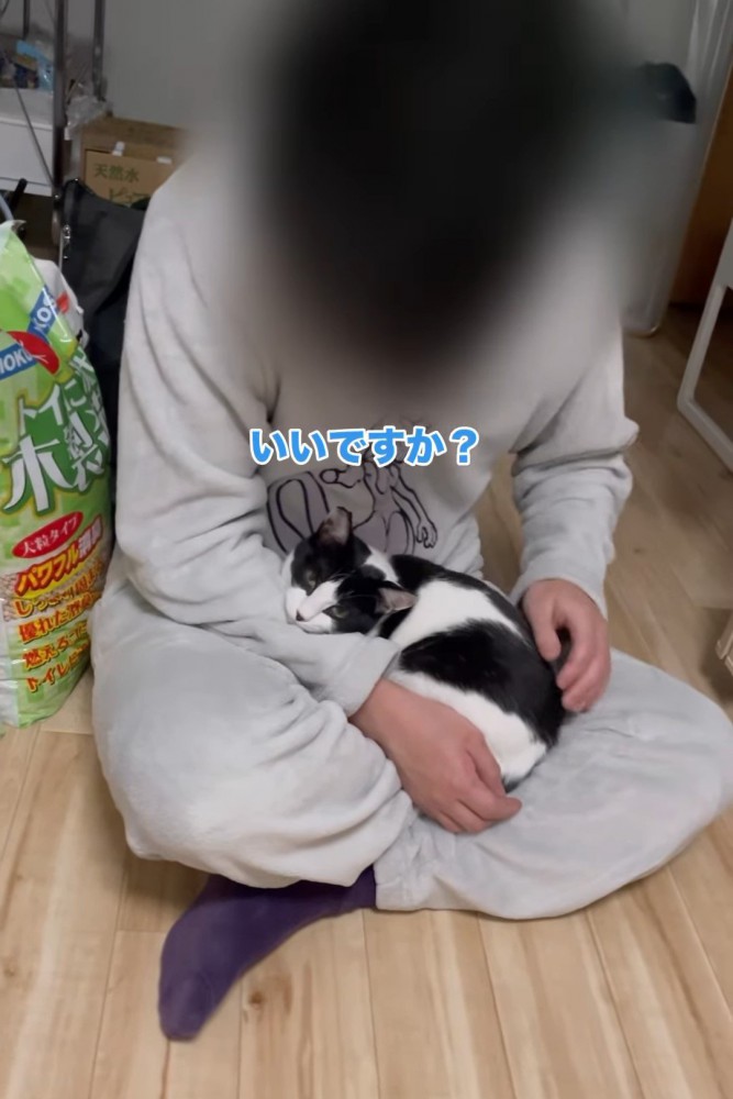 「いいですか」と聞かれる猫