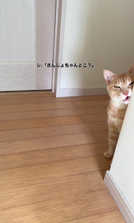 廊下にいる猫