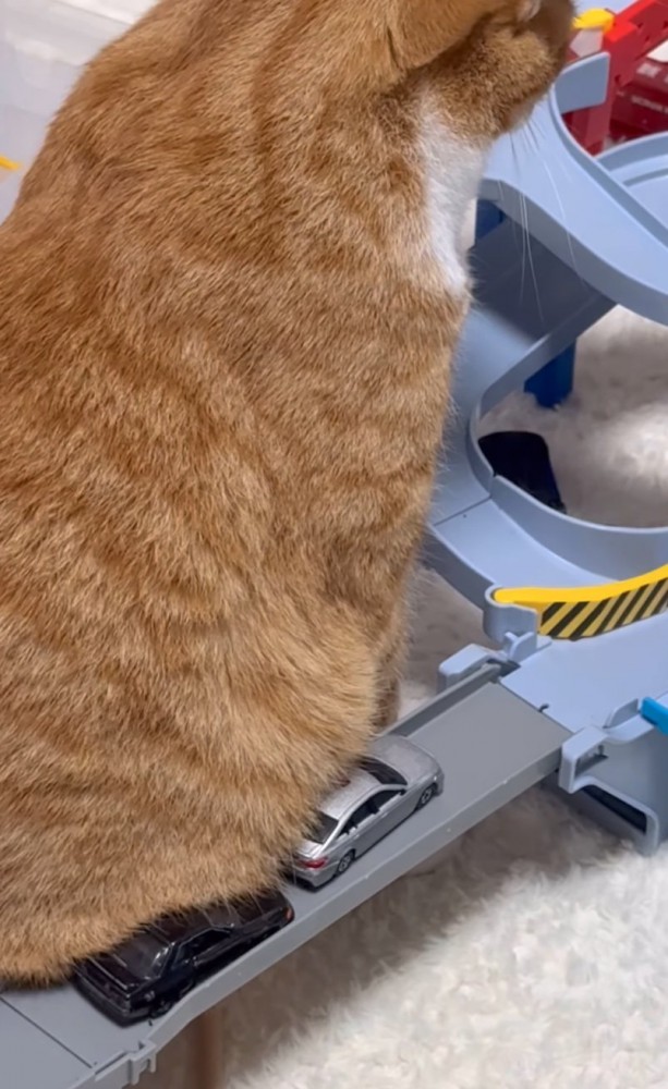 猫のお腹で渋滞発生アップ