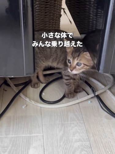 立っている子猫