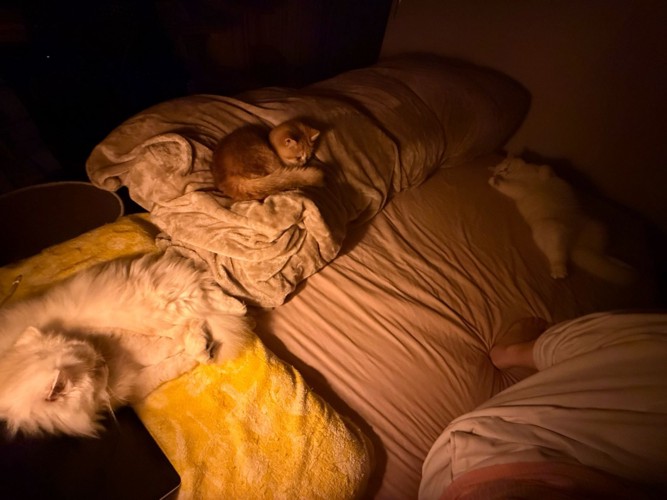 ベッドに集まる猫たち