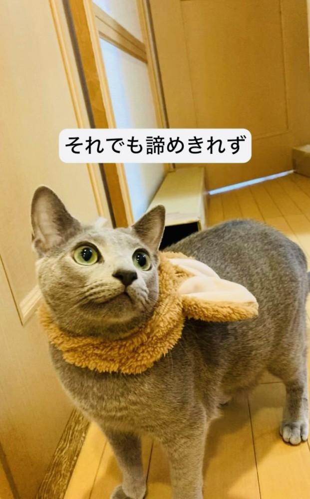 うさぎの被り物を首にかけて廊下に立つロシアンブルー