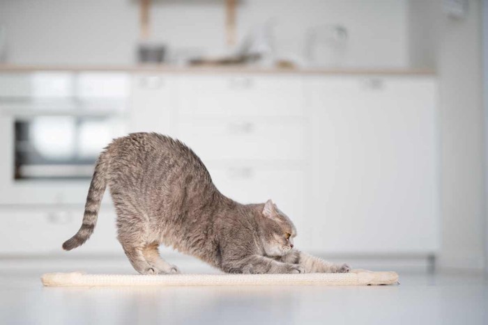 お尻を上げたポーズをとる猫