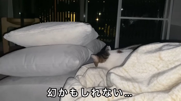 ママの足にもたれて寝るキジ白猫