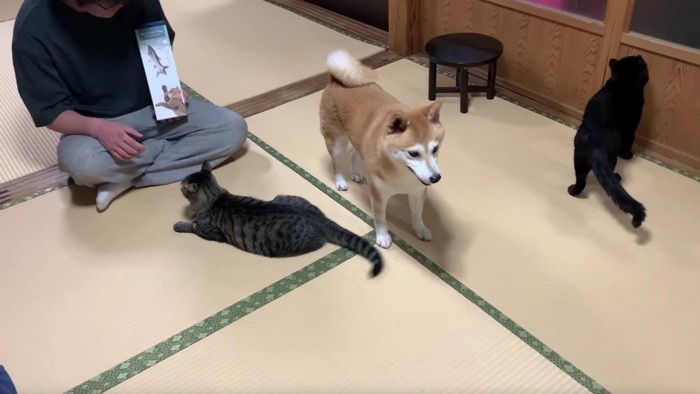 人間の男性と猫2匹と犬1匹