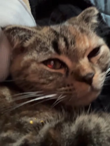 眠そうな猫の顔