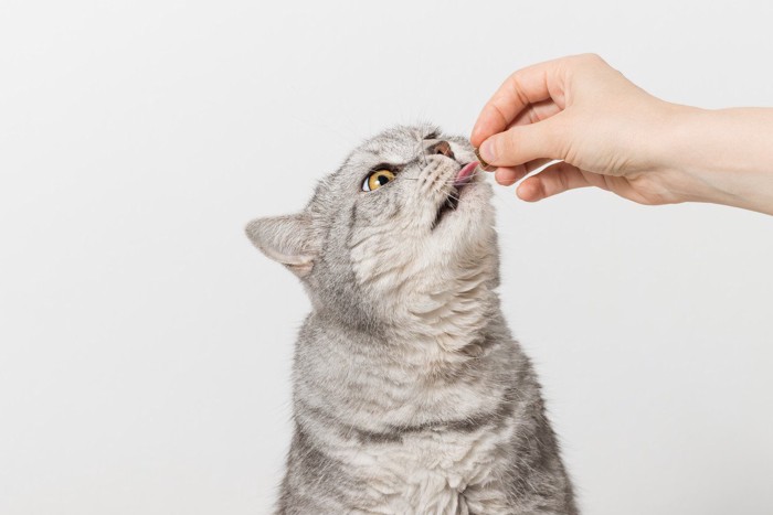 あーんする猫