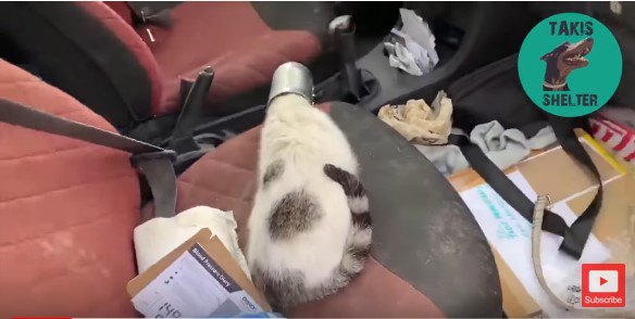 空き缶猫を車中に移動