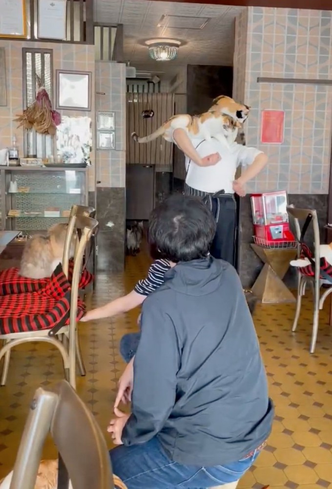 肩に乗る猫