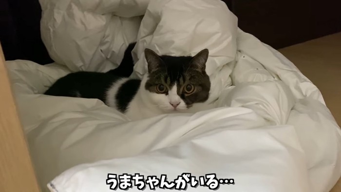 布団の上にいる立ち耳の猫