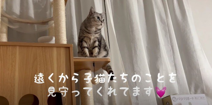 キャットタワー猫