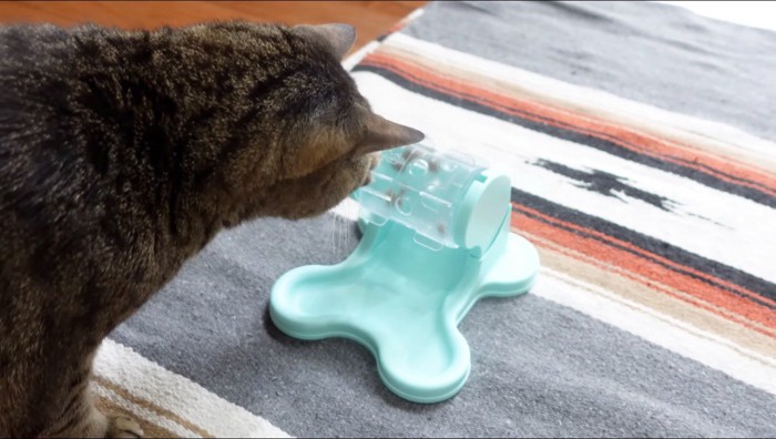 おもちゃの取っ手を回すキジトラ猫