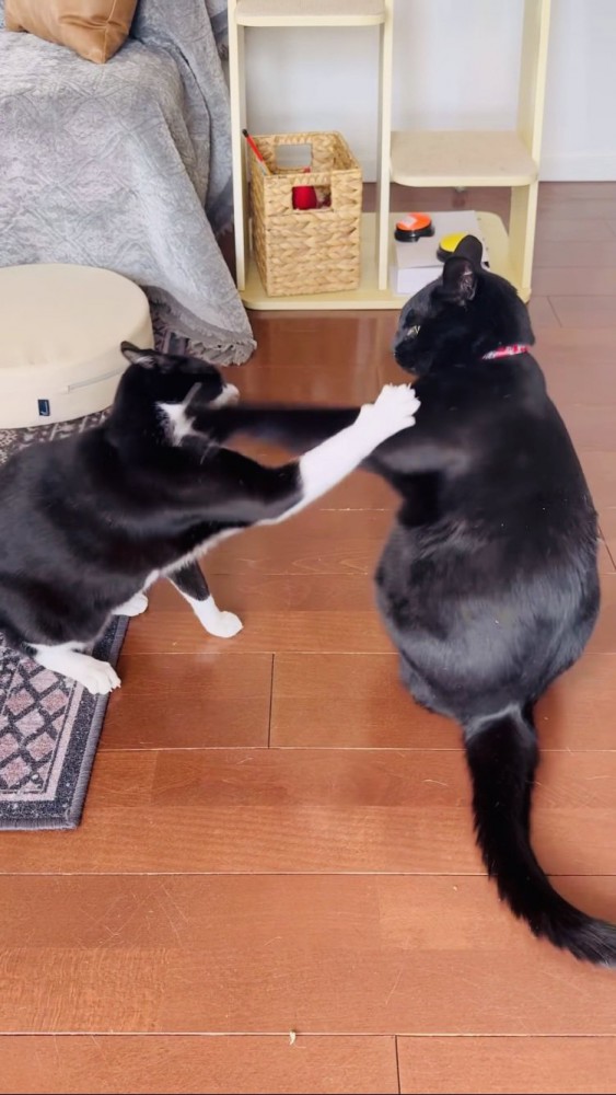 戦いごっこをする黒猫と黒白猫