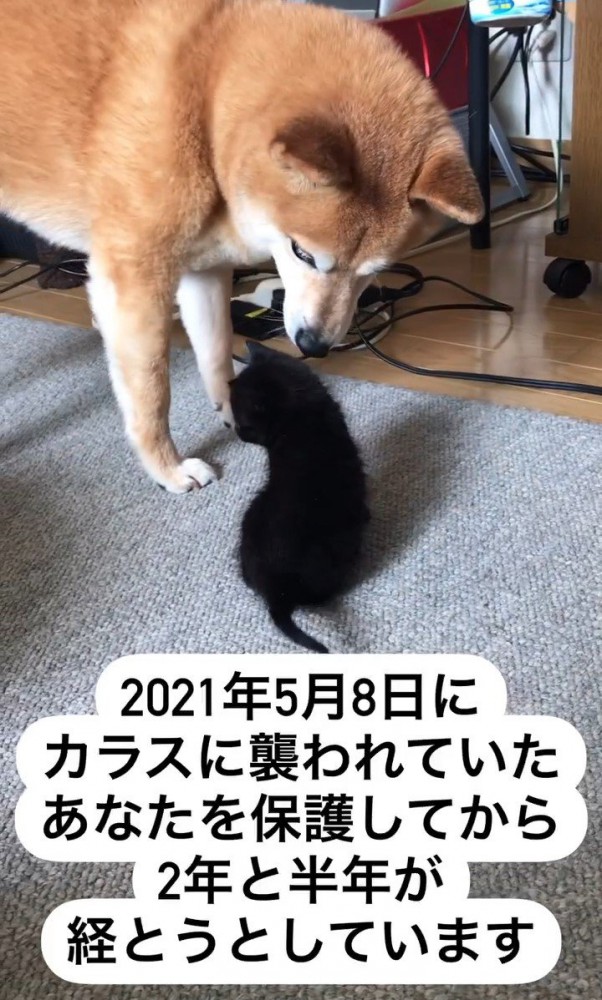 犬の前に座る子猫