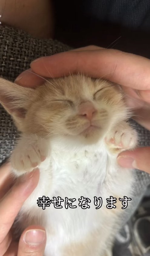ひっくり返って寝ている子猫