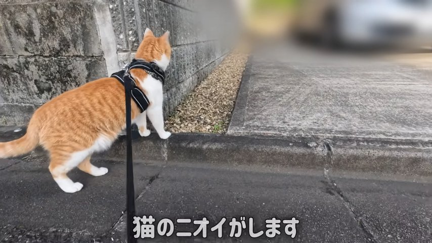 猫のニオイがします