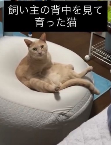 見つめる猫