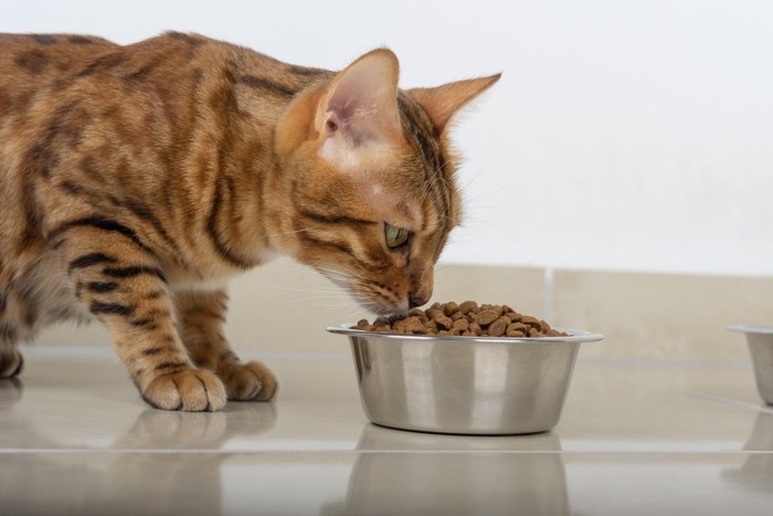 ごはんを食べている猫
