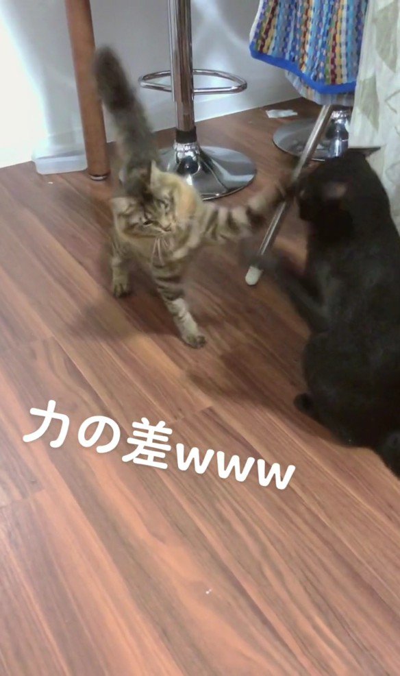 攻撃するモフ猫ちゃん