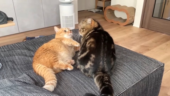 向かい合う2匹の猫