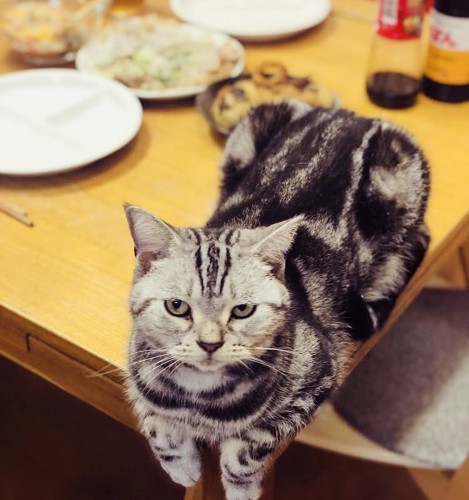 テーブルに座るアメリカンショートヘア