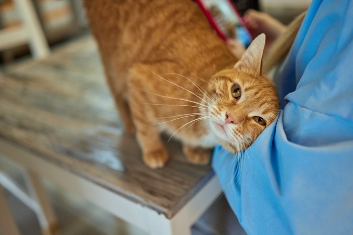 甘える猫