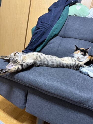 ソファの上でお腹を出して眠るキジトラ猫を、横アングルから撮影する飼い主