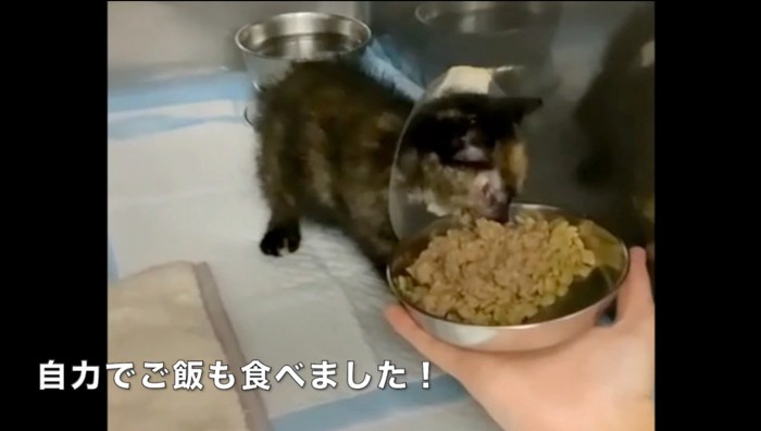 皿に乗ったキャットフードを食べる子猫