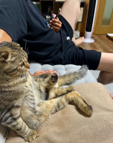 同じ姿勢でソファに座る猫と男性
