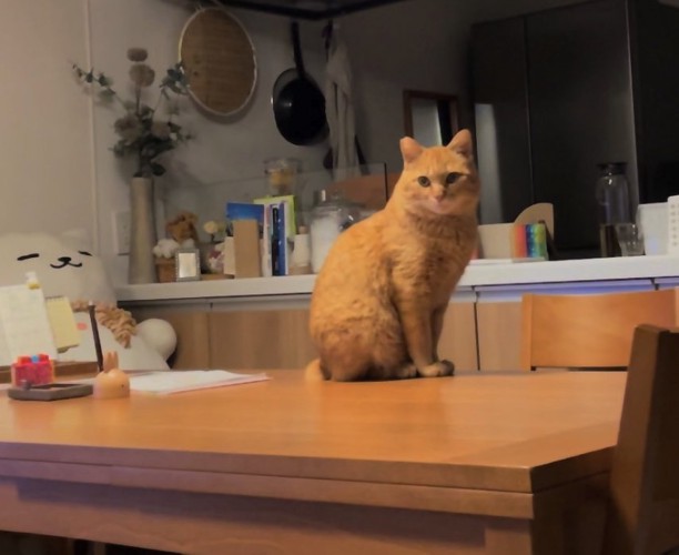 テーブルの上に乗ってお座りしている猫