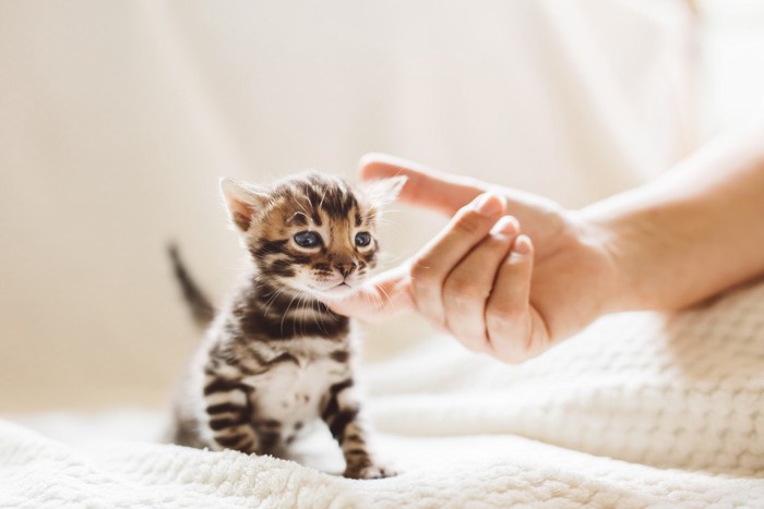 顎を撫でられる子猫