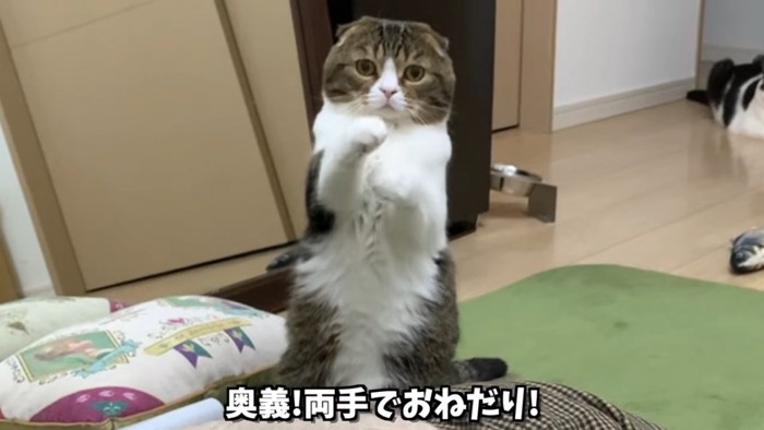 両手をあげる猫