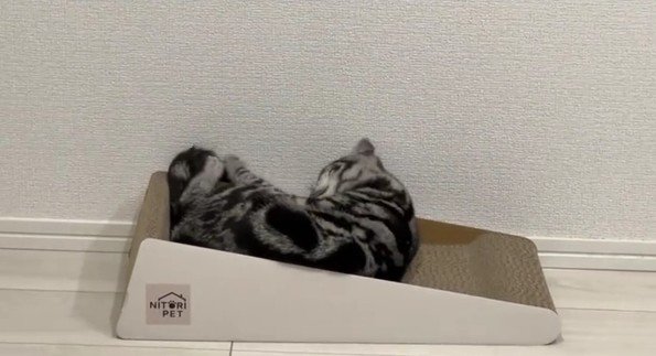 爪とぎで寝るぺぺちゃん