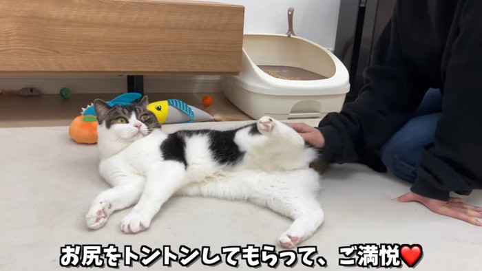 寝そべる猫