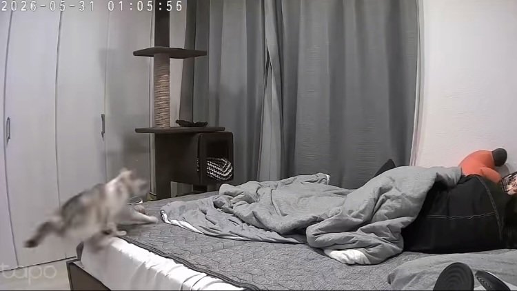 飼い主がくつろぐベッドに飛び乗る猫