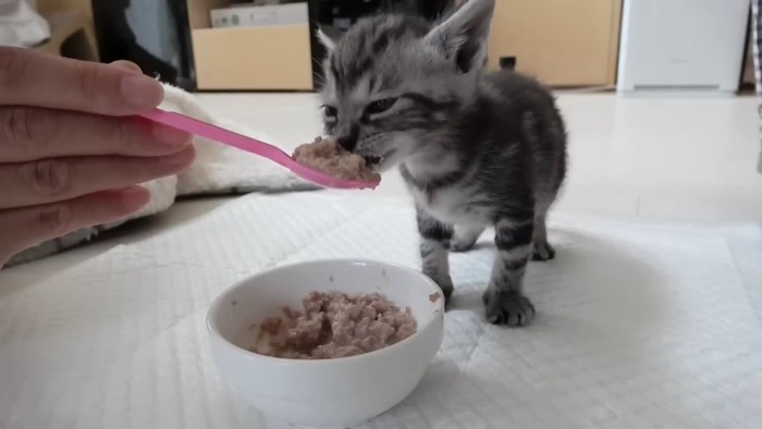 離乳食を食べる子猫