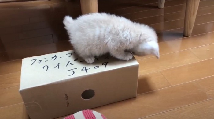 噛む猫