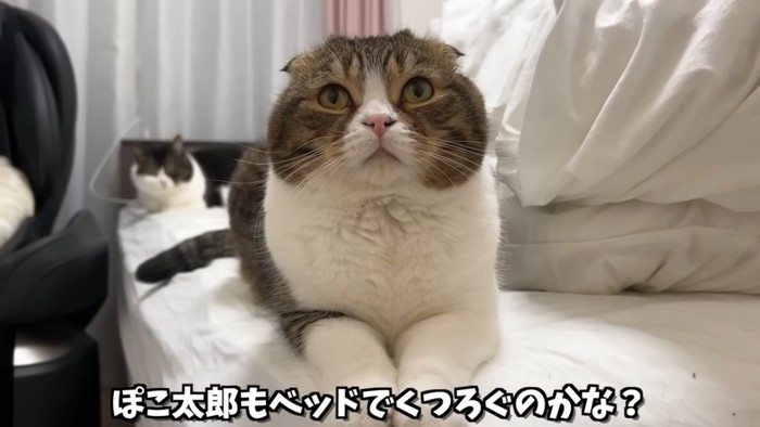 ベッドの上にいる2匹の猫