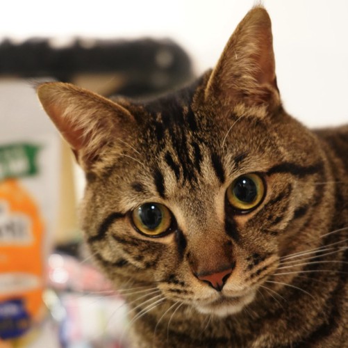 猫の顔アップ
