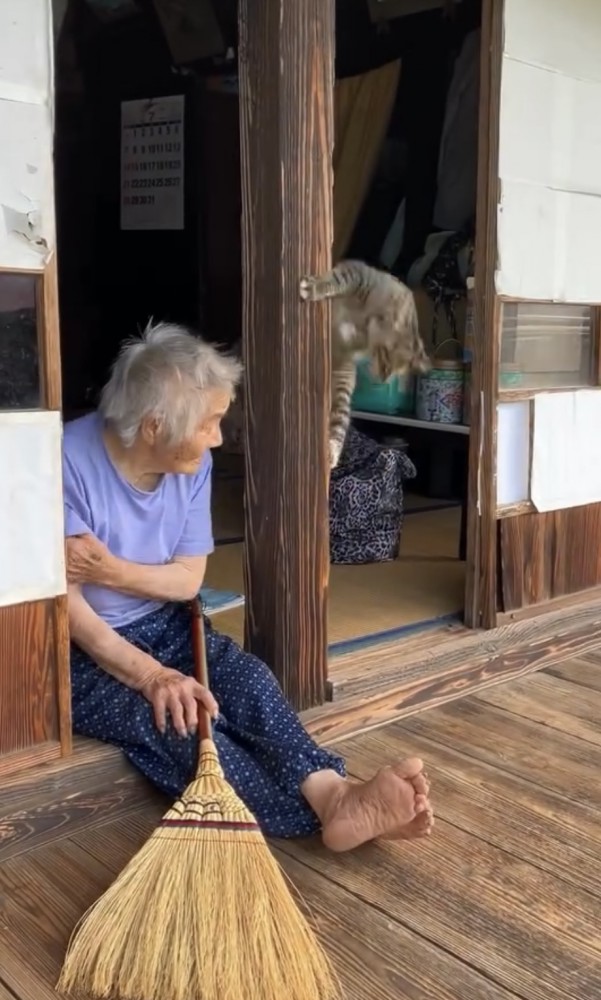 柱に飛び掛かる猫