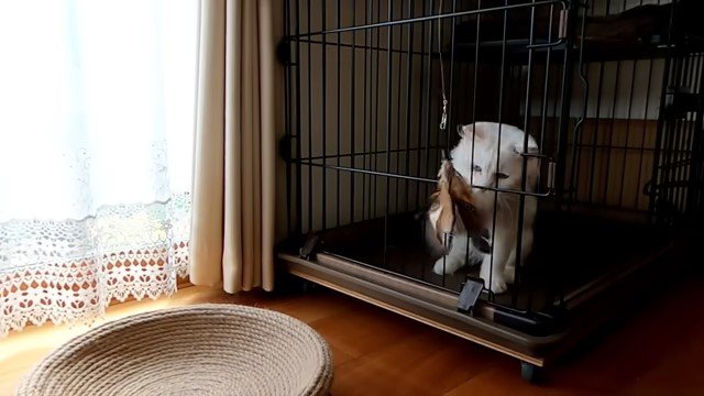 ケージの中で猫じゃらしを見る猫