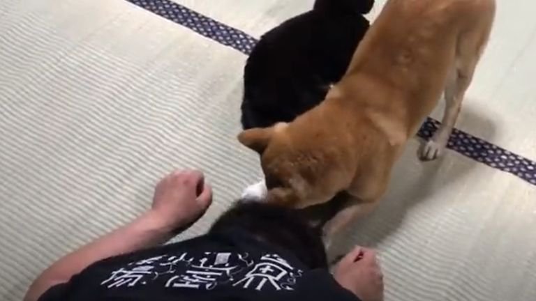 犬と遊んでいる飼い主